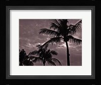 Palms At Night IV Framed Print