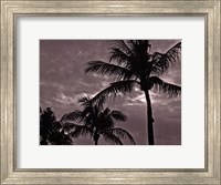 Palms At Night IV Fine Art Print