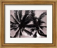 Palms At Night V Fine Art Print