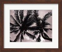 Palms At Night V Fine Art Print