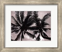 Palms At Night V Fine Art Print