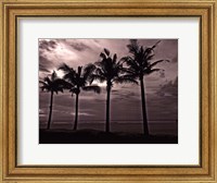 Palms At Night VI Fine Art Print