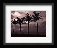 Palms At Night VI Framed Print