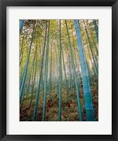 A Bamboo Forest, Sagano, Japan Fine Art Print