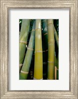 Close-up of bamboo Fine Art Print