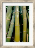 Close-up of bamboo Fine Art Print