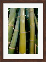 Close-up of bamboo Fine Art Print