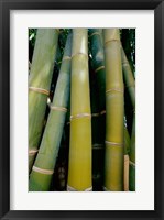 Close-up of bamboo Framed Print