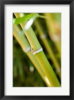 Close-up of bamboo shoots Framed Print