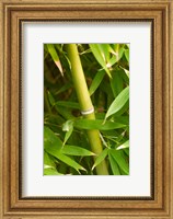 Close-up of a bamboo shoot with bamboo leaves Fine Art Print