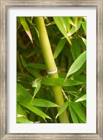 Close-up of a bamboo shoot with bamboo leaves Fine Art Print