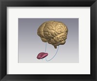Close-up of a human tongue connected to a human brain Fine Art Print