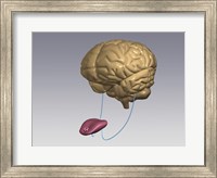 Close-up of a human tongue connected to a human brain Fine Art Print