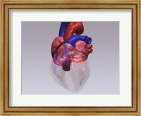 Close-up of a human heart with flow model Fine Art Print