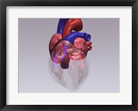Close-up of a human heart with flow model Framed Print