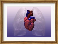 Close-up of a human heart model Fine Art Print