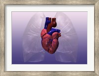 Close-up of a human heart model Fine Art Print