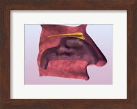 Close-up of a human olfactory system Fine Art Print
