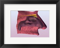 Close-up of a human olfactory system Fine Art Print