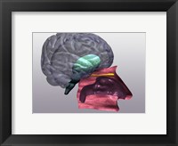 Close-up of a human olfactory system Side View Fine Art Print