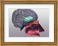 Close-up of a human olfactory system Side View Fine Art Print
