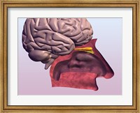Close-up of a human olfactory system and brain Fine Art Print