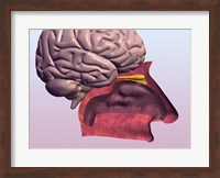 Close-up of a human olfactory system and brain Fine Art Print