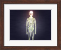 Central nervous system of the human body Fine Art Print