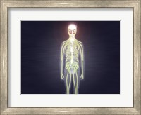 Central nervous system of the human body Fine Art Print