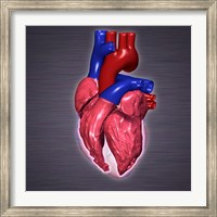 Close-up of a human heart Fine Art Print