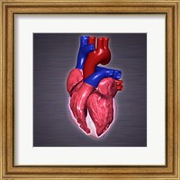 Close-up of a human heart Fine Art Print