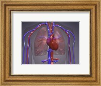 Close-up of the circulatory system Fine Art Print