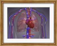 Close-up of the circulatory system Fine Art Print