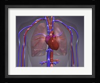 Close-up of the circulatory system Fine Art Print