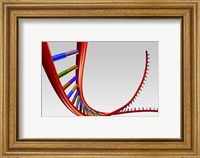 Close-up of a human DNA structure Fine Art Print