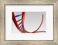 Close-up of a human DNA structure Fine Art Print