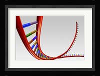 Close-up of a human DNA structure Fine Art Print