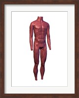 Close-up of human muscles Fine Art Print