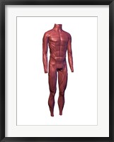 Close-up of human muscles Fine Art Print