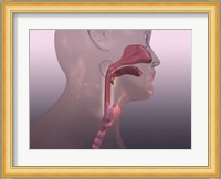 Close-up of a human respiratory system Fine Art Print