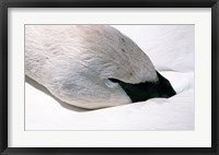 Close-up of Trumpeter Swan (Cygnus buccinator) Fine Art Print