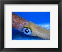 Close-up of a squid underwater Fine Art Print