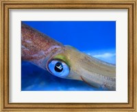 Close-up of a squid underwater Fine Art Print