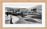 Chase and capture of blackfish cape cod Fine Art Print