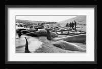 Chase and capture of blackfish cape cod Fine Art Print