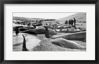 Chase and capture of blackfish cape cod Fine Art Print