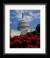 Flowering plants in front of the Capitol Building, Washington, D.C., USA Fine Art Print