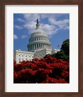 Flowering plants in front of the Capitol Building, Washington, D.C., USA Fine Art Print