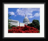 Flowering plants in front of the Capitol Building, Washington, D.C., USA Fine Art Print