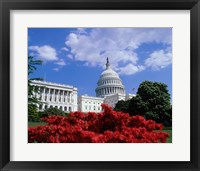 Flowering plants in front of the Capitol Building, Washington, D.C., USA Framed Print
